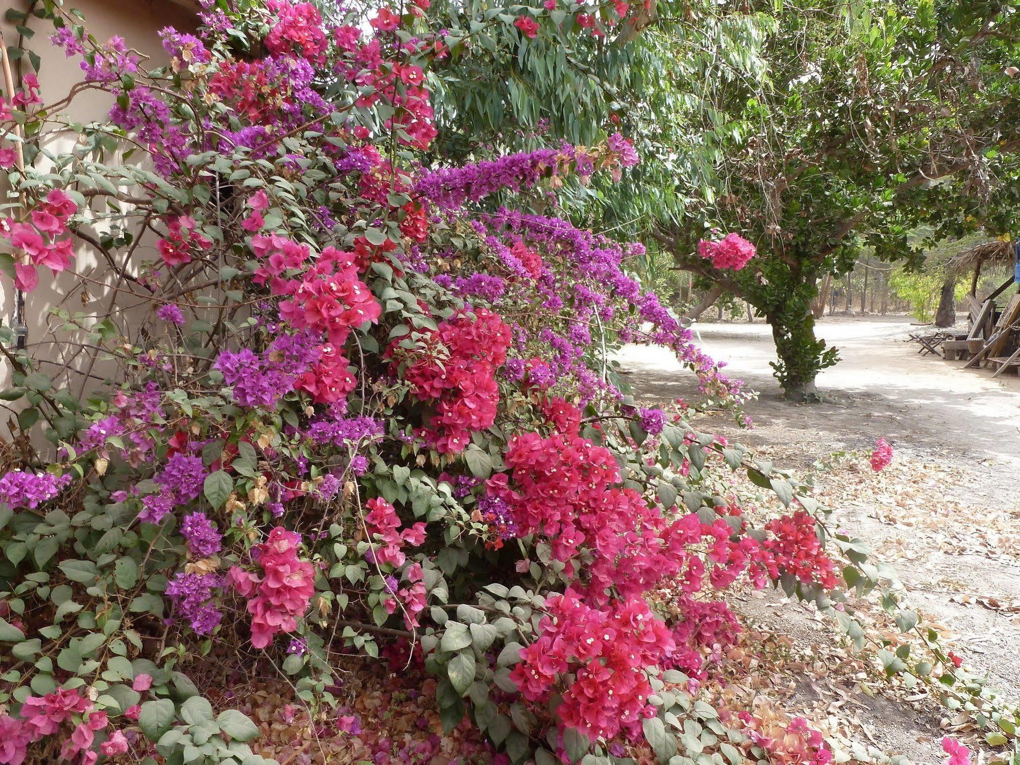 Footsteps Eco-Lodge Gunjur Dış mekan fotoğraf
